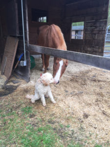 Dog Meets Horse at the Country Canine Workshop
