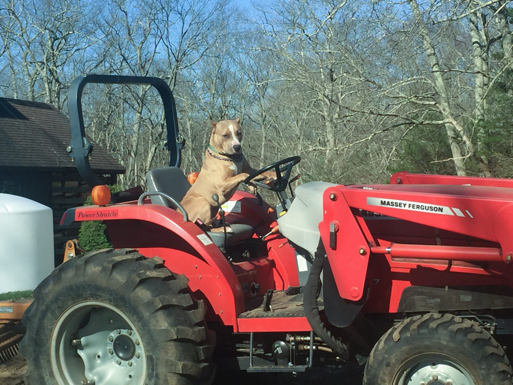 Hercules dog training with Bill at Country Canine Workshop