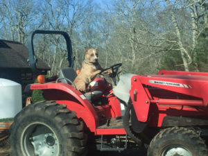 Hercules dog training with Bill at Country Canine Workshop