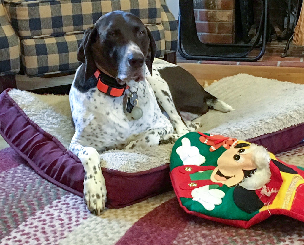 Daisy Mae at Country Canine Workshop with Bill