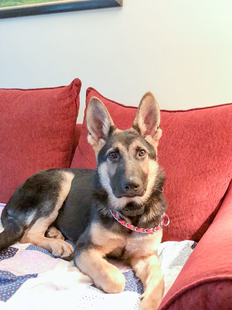 Fiona at Country Canine Workshop with Bill