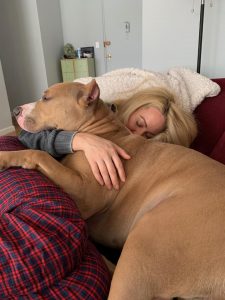 2 year old Pit 118 lbs Bronxville NY